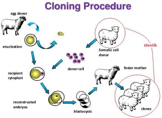 Bioteknologi Modern Contoh Produk Dan Penerapannya UtakAtikOtak Com